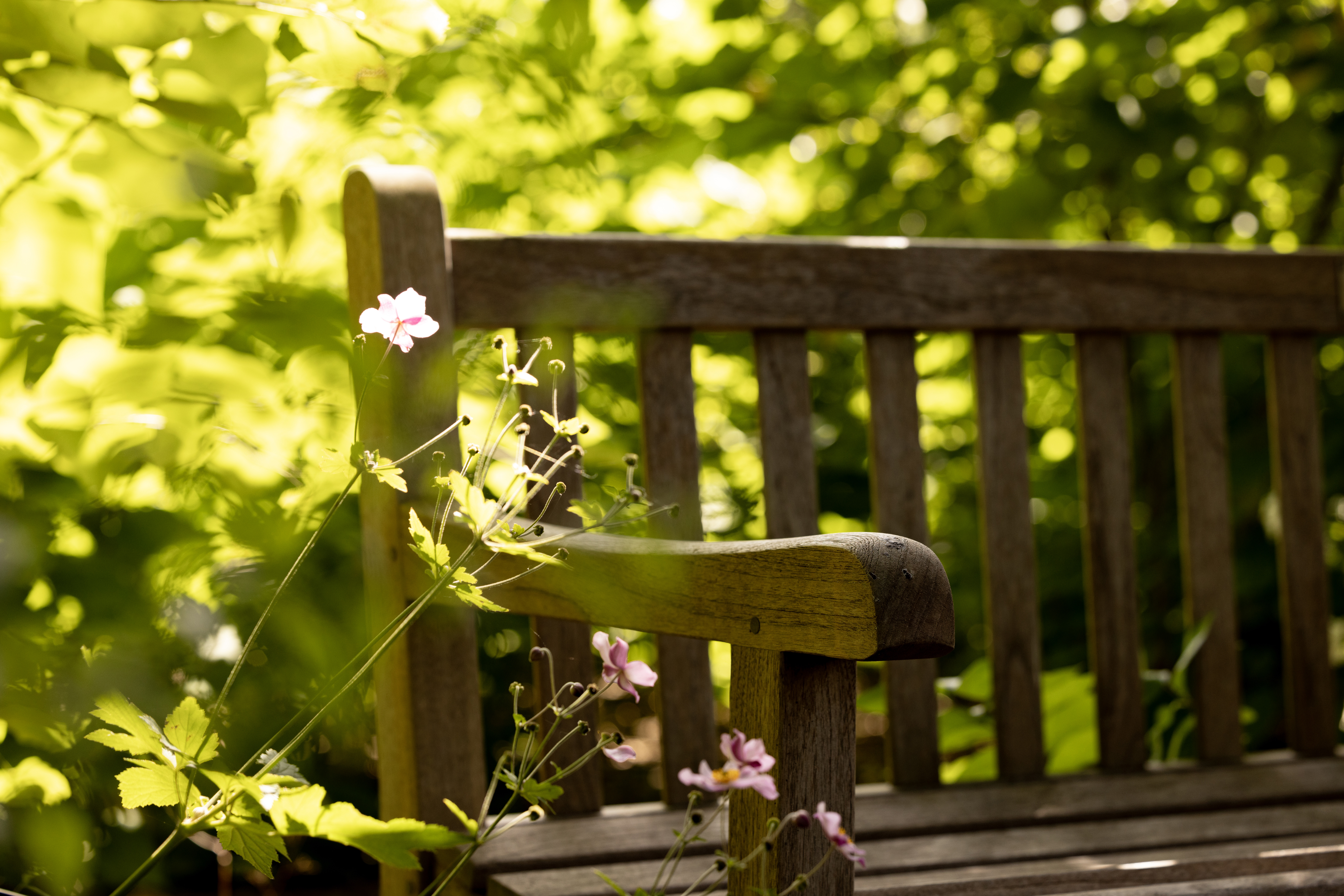 Garden bench surrounded by anemone